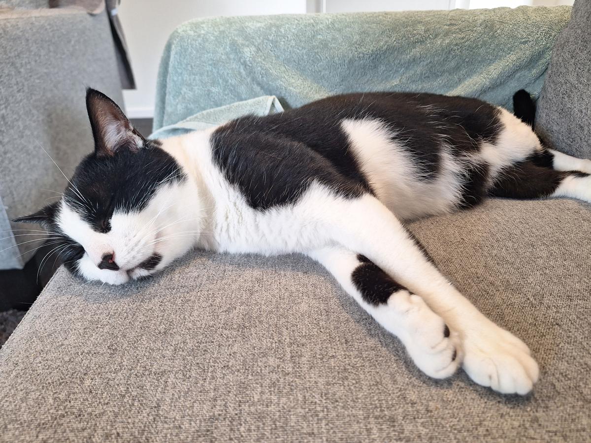 William loved lounging in his foster home.