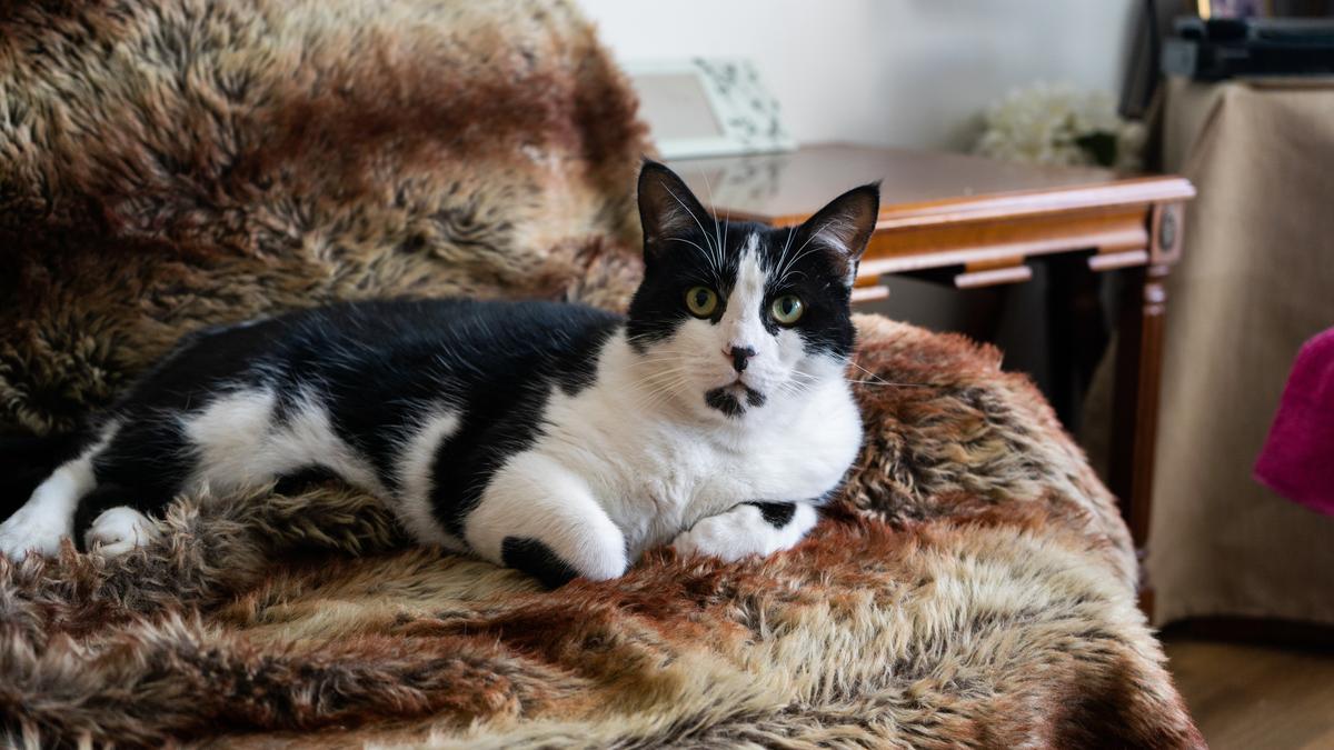 William's favourite chair provides a cozy respite from rainy days.