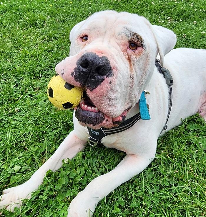 Titus SPCA long stay dog