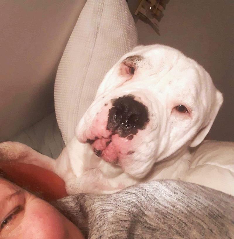 Titus SPCA long stay comfortable with his new owner