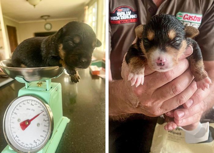 Two newborn SPCA puppies in foster care, one being weighed in green kitchen scales, one being held in hands