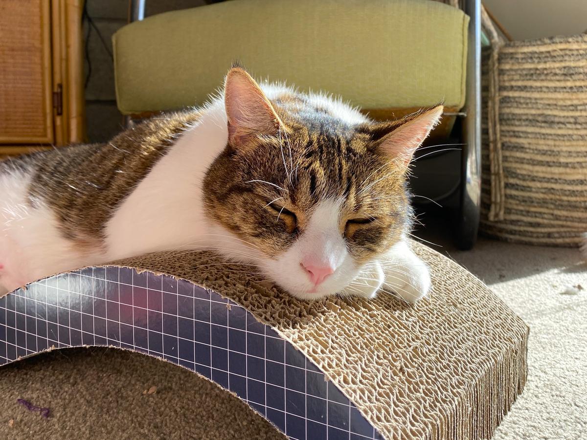 Special love found: SPCA’s long-stay residents go on to their forever homes