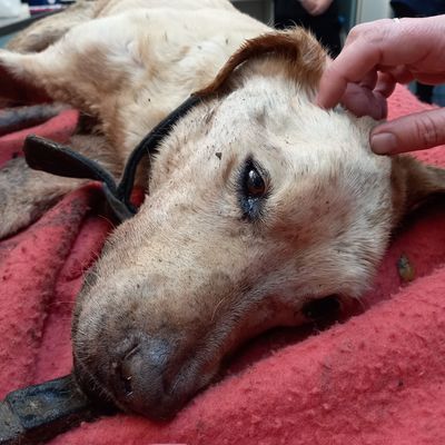 SPCA prosecutes woman who left dog to rot on a chain