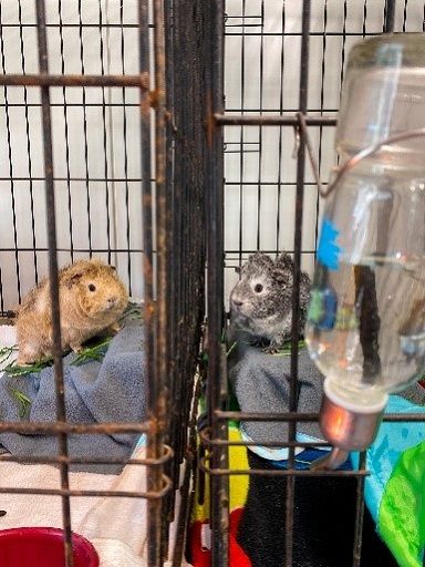 Guinea pigs bonding through cage
