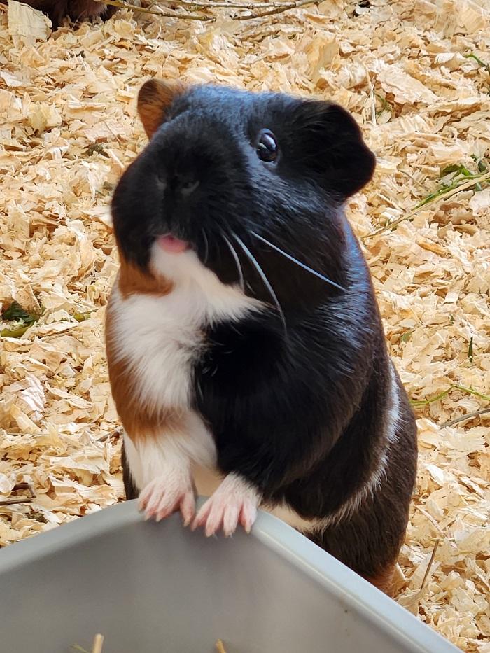 Guinea pig close up in pen
