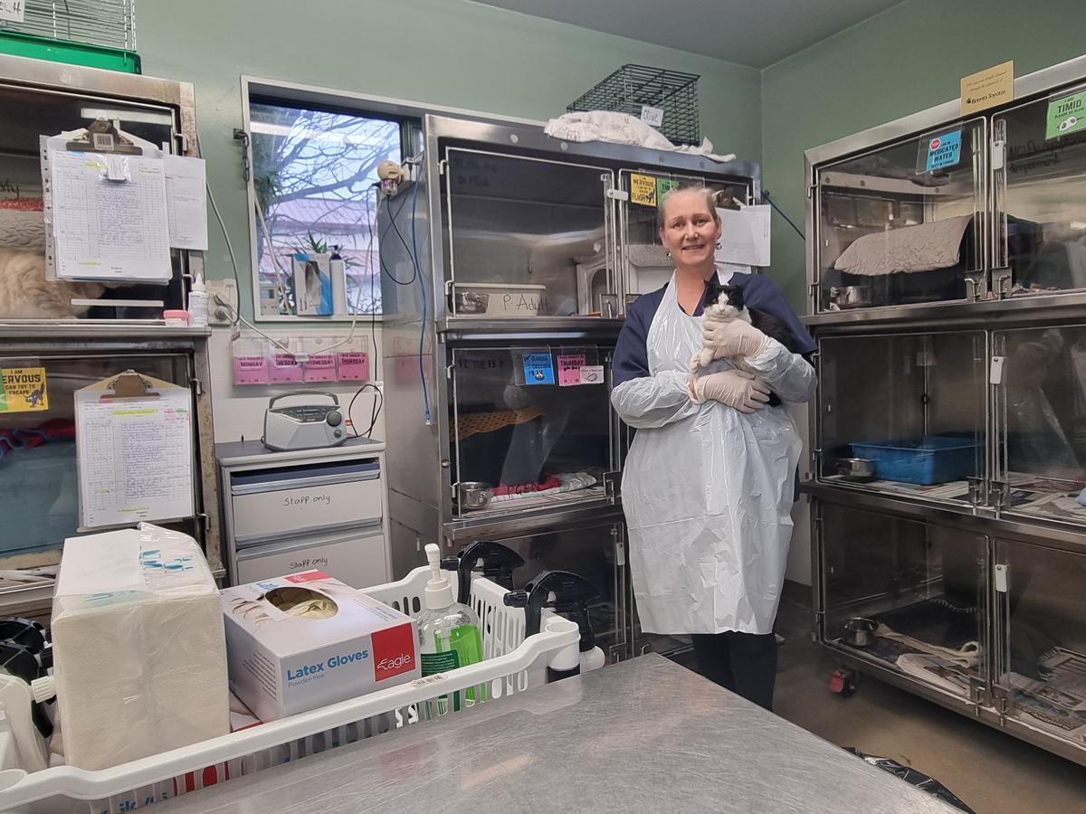 Working for Christchurch's most vulnerable cats: An Animal Attendant's incredible story