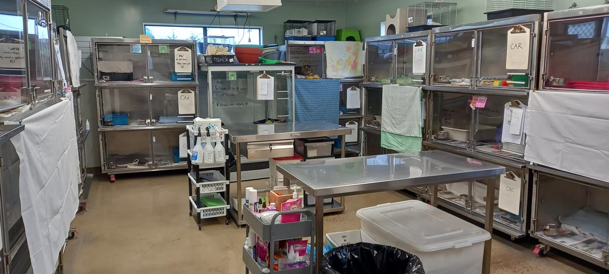 Bee's Feline Quarantine unit.