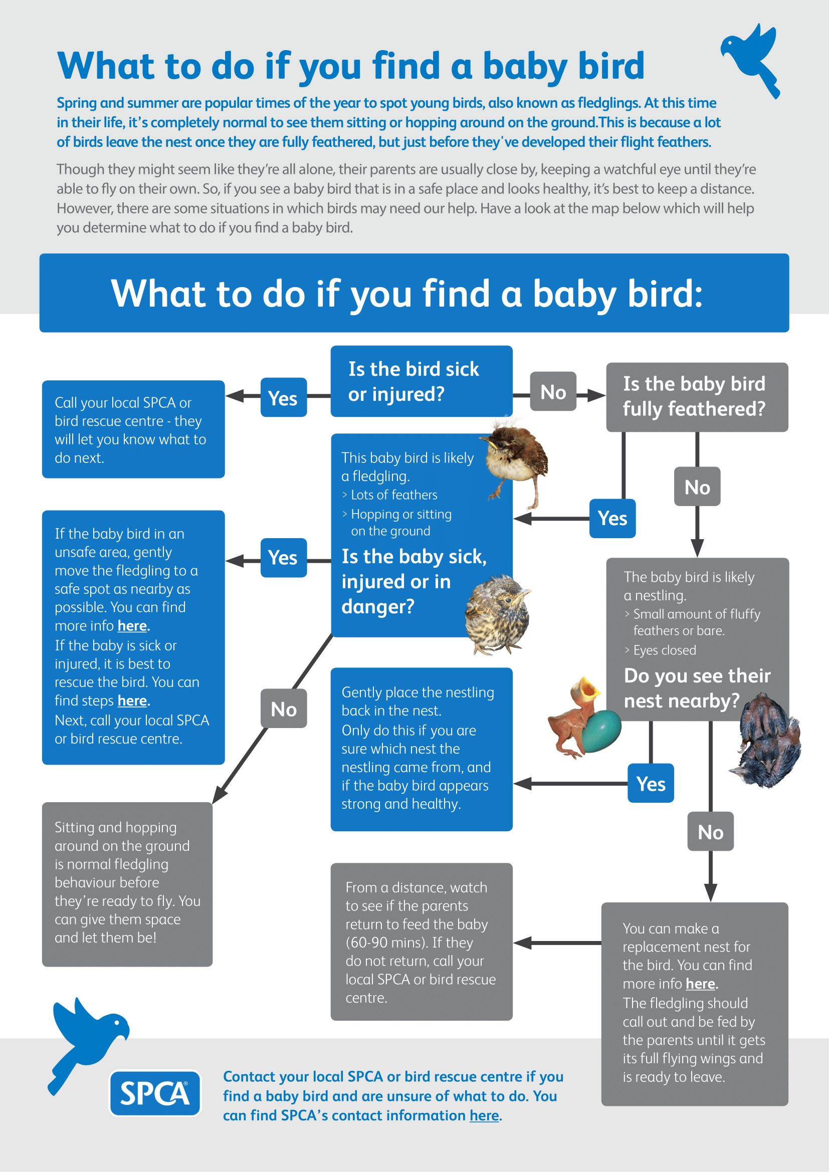 Infographic - what to do if you find a baby bird