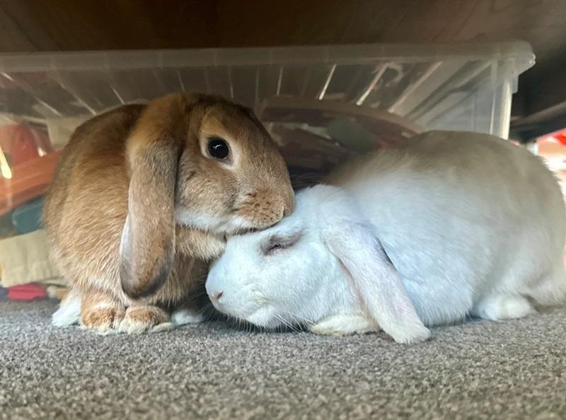 Two rabbits, one fan coloured and one white, cuddling together