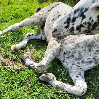 Men prosecuted for neglect of two horses