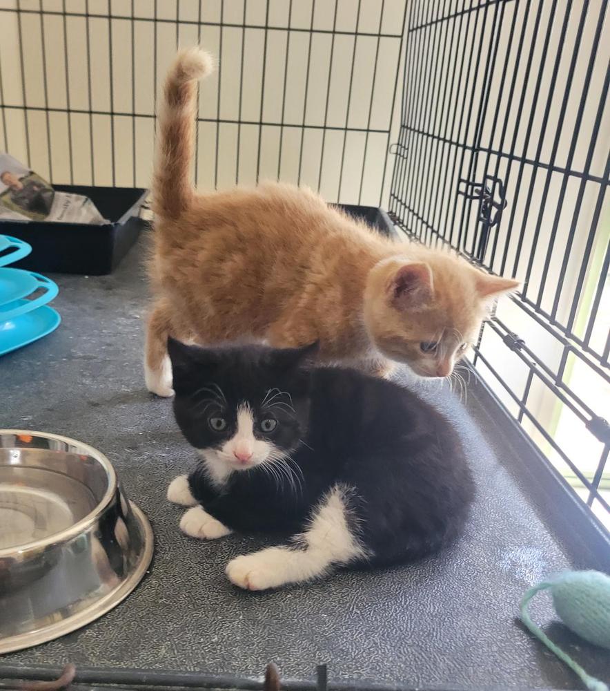 Caleb and Cassie at six weeks old.