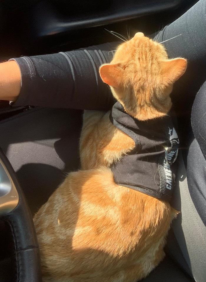 Elliot in the car with his harness on