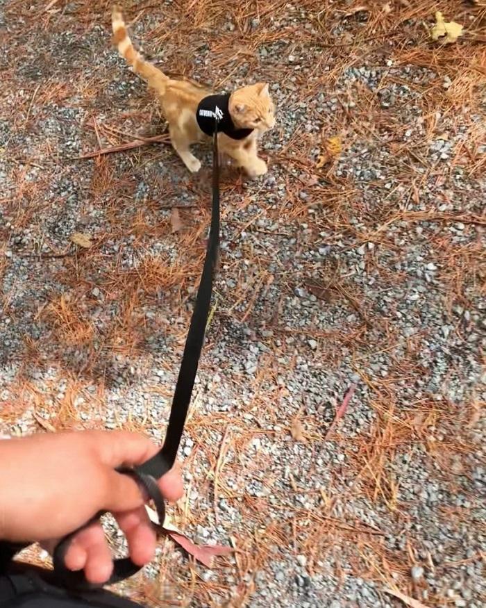 Elliot on a walk with his harness on