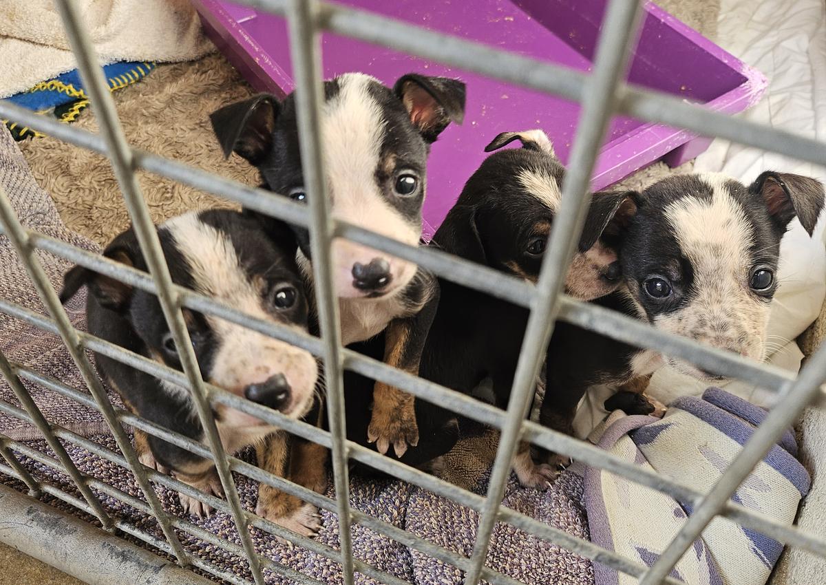 The puppies were tiny and hungry when they came to us.