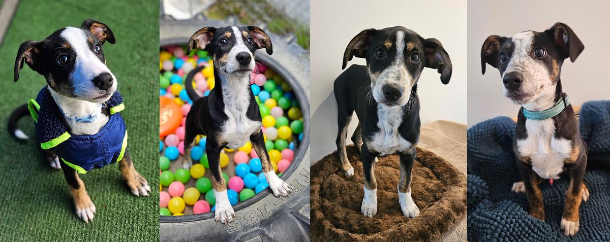 Itty-Bitty, Incy-Wincy, Timy-Timmy, and Tommy in July