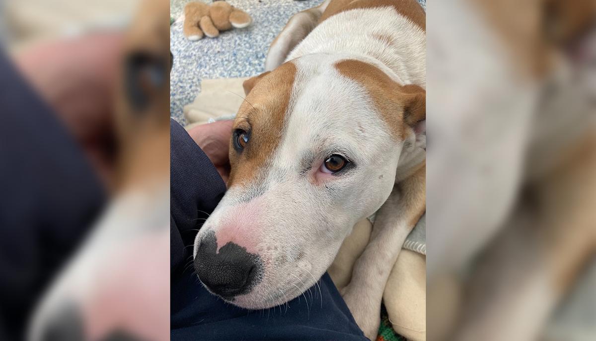 SPCA prosecutes man for violent abuse of dog