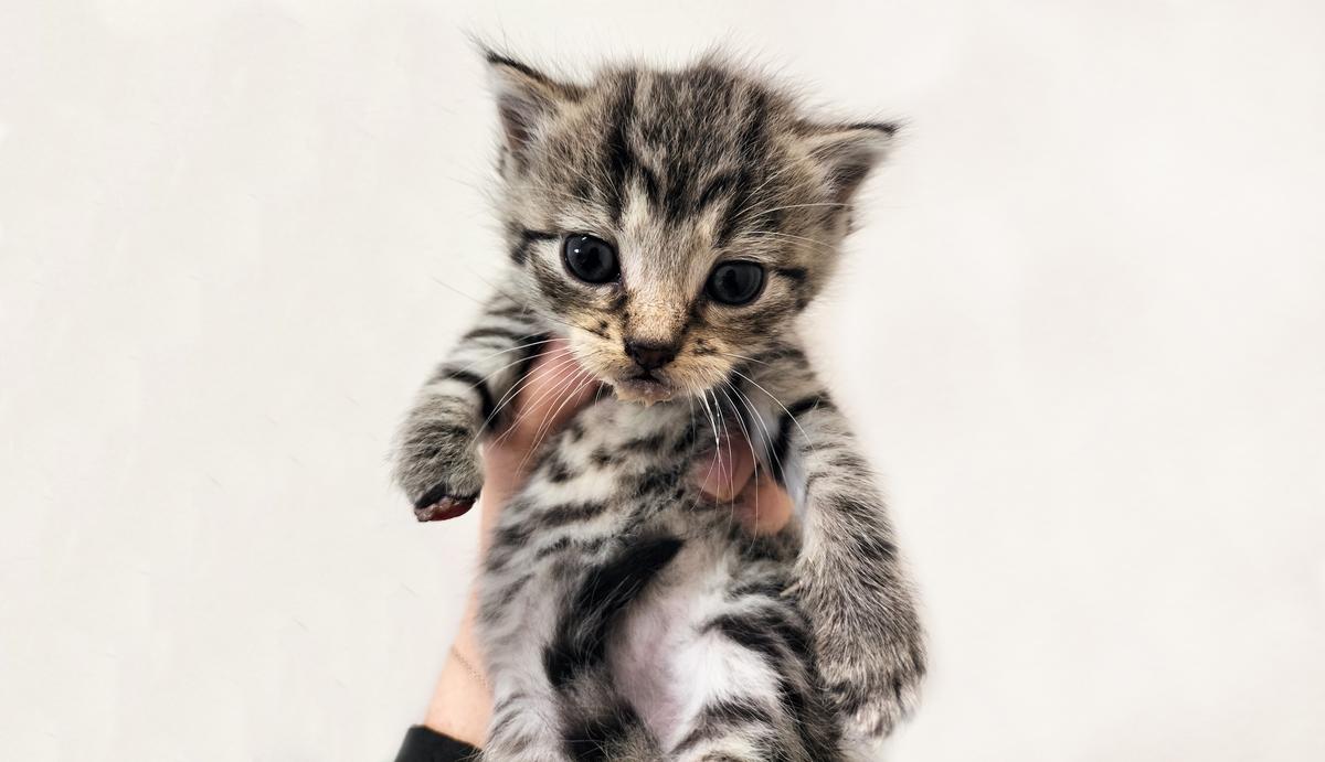 From rescued to rehomed: Phoebe's story