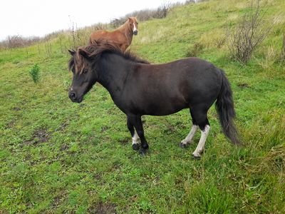 Two sentenced for lame and dehydrated horses