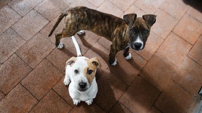 Need a new best friend?