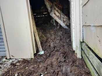 Cow with excrement up to its belly