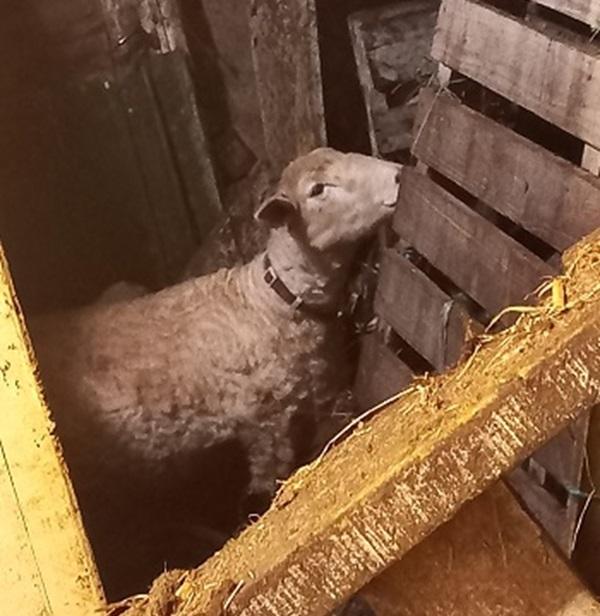 Sheep standing in excrement