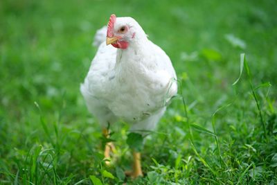 SPCA welcomes Nando’s to the SPCA Certified® programme