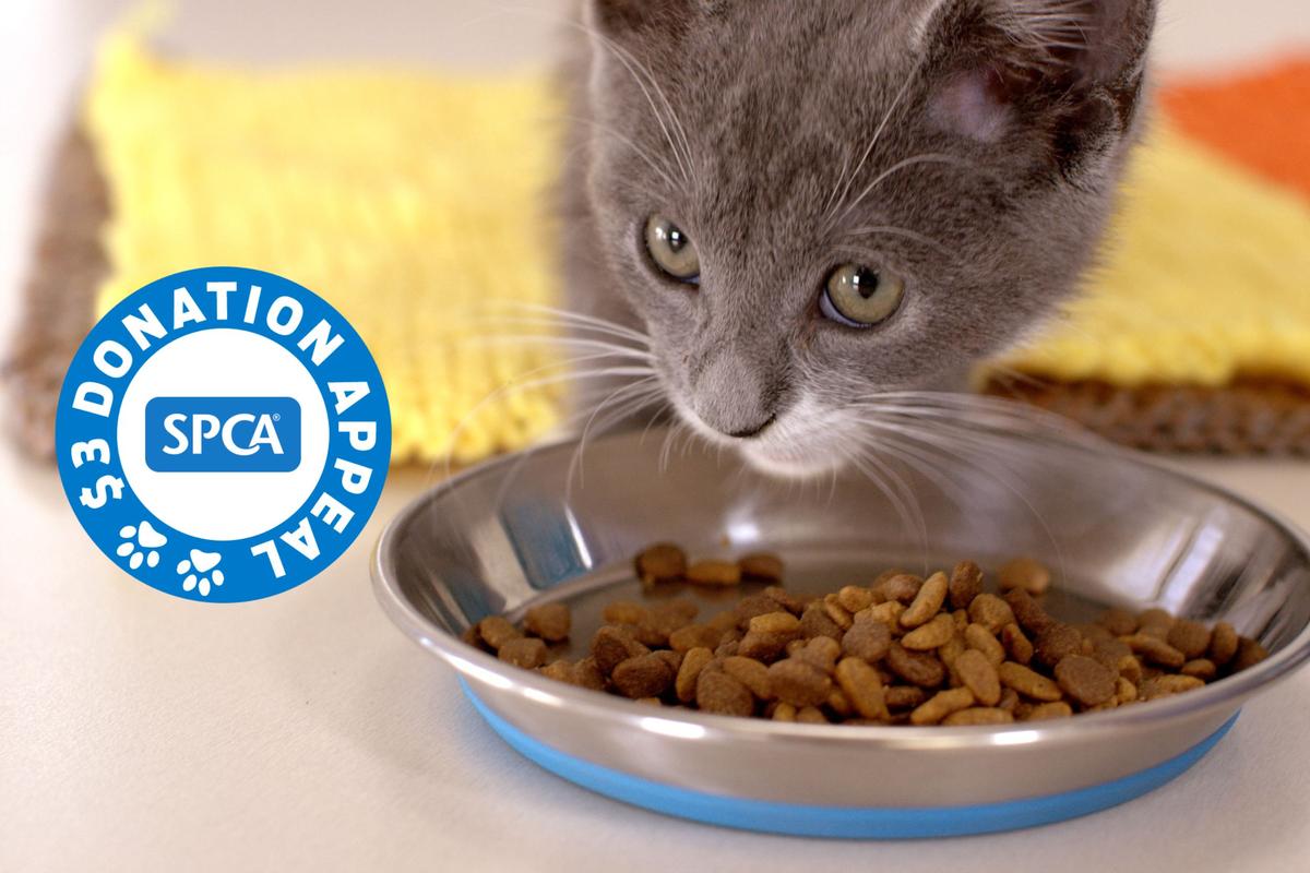 Over $55,000 raised for SPCA thanks to Purina’s matched giving incentive 