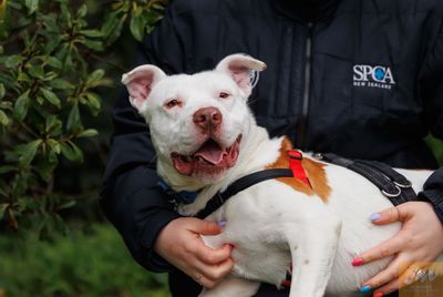 SPCA’s desexing partnership with Kāinga Ora to help struggling households