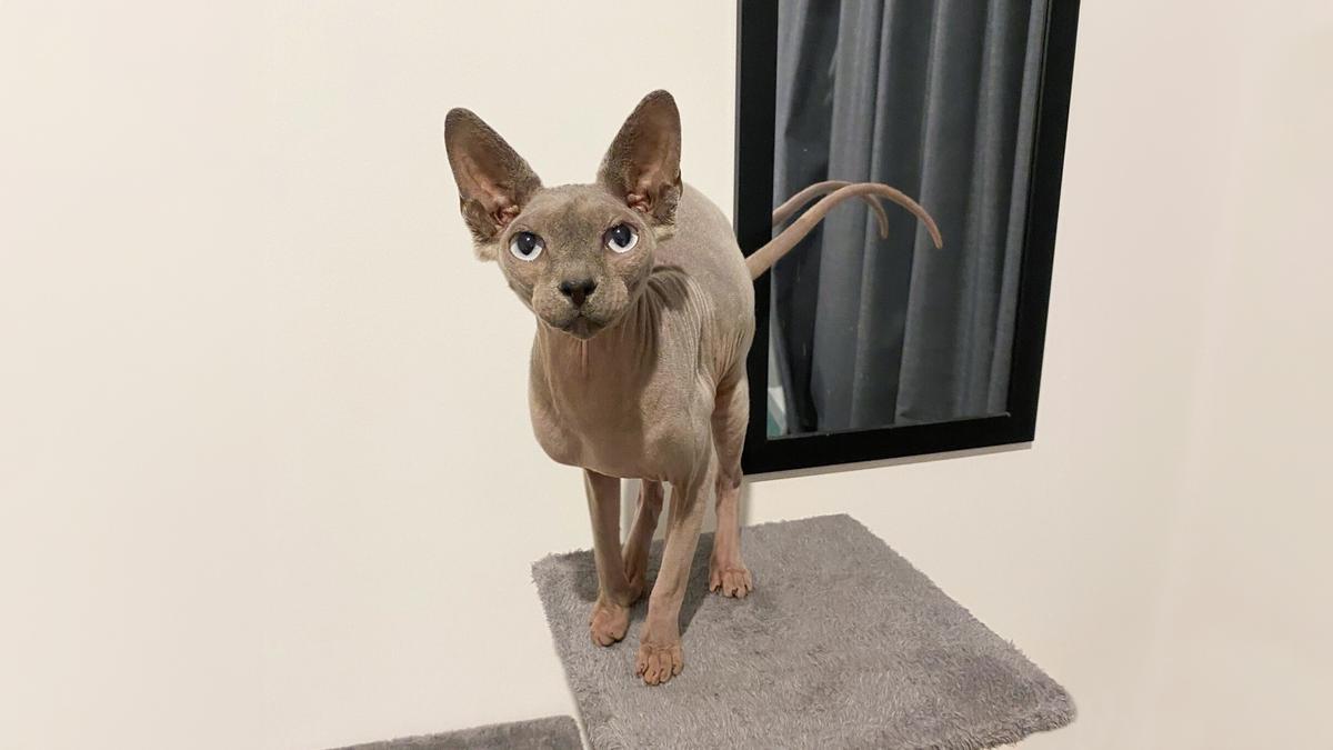 Furrdinand, Christchurch’s furless resident