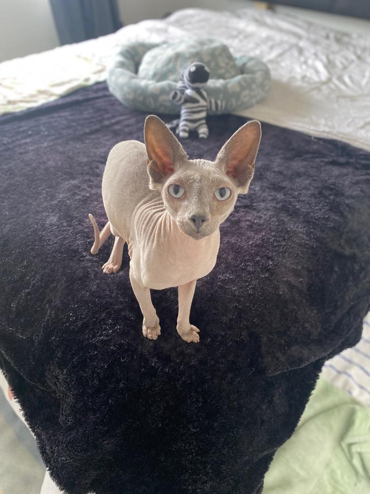 Furrdinand has a penchant for finding the cosiest blankets to hang out on, like many sphynx cats.