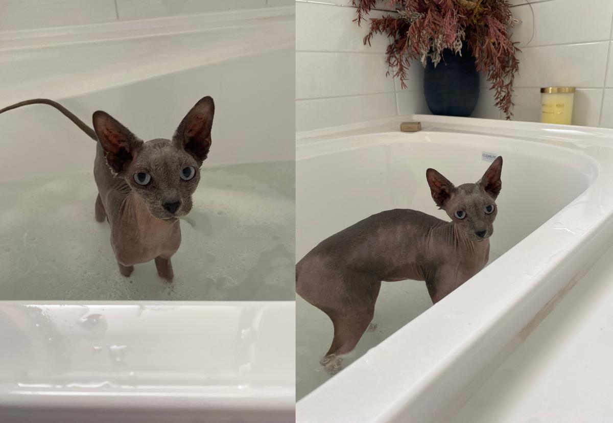 Furrdinand in the bath, getting used to the experience.