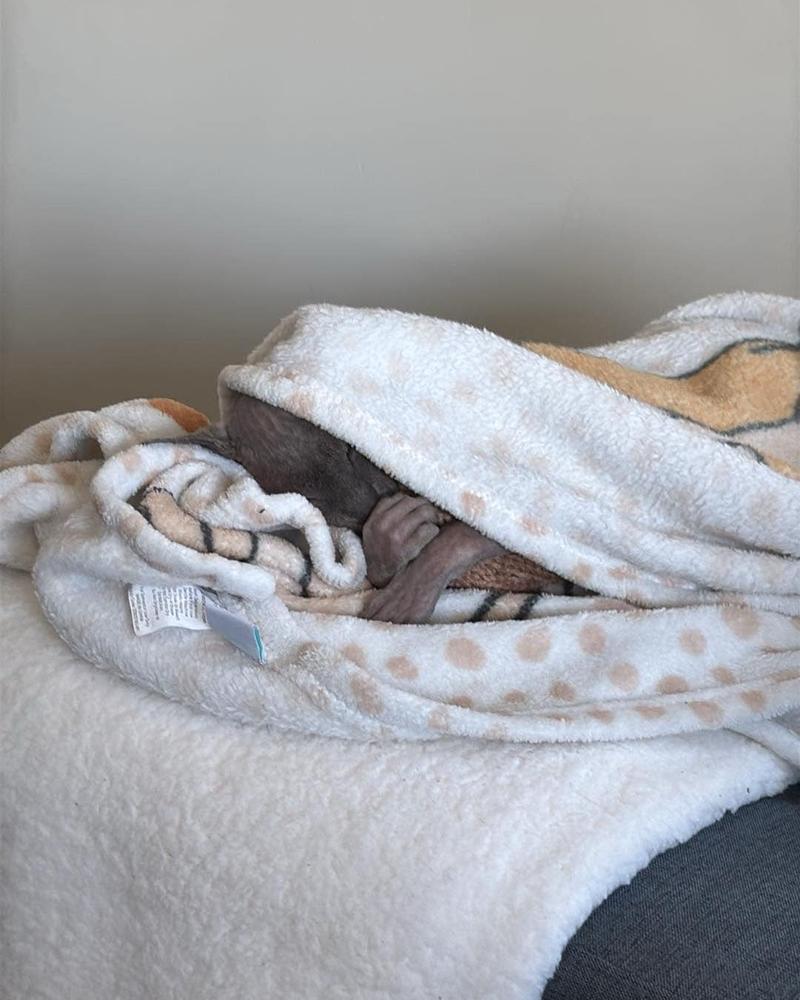 Furrdinand in his Lion King blanket.