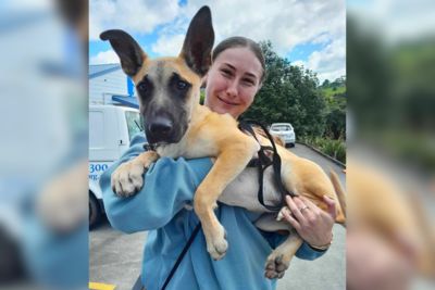 Many dogs find their forever homes in latest SPCA adoption drive