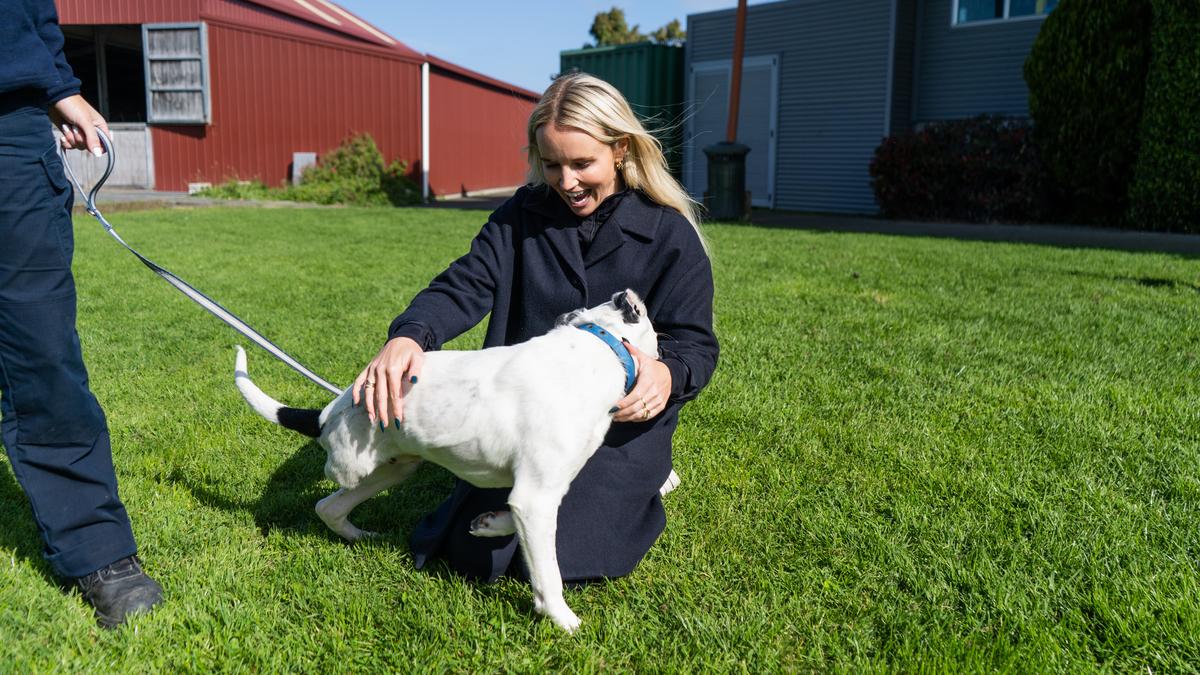 Kim with Dave, a three-legged puppy being fostered by one of our Inspectors.