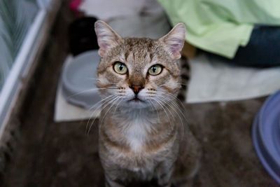 Government refuses to address cat crisis