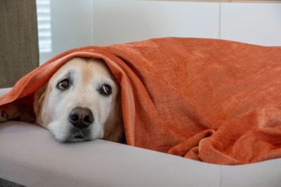 Bach not bark - Concert for Animals a radio first on Guy Fawkes 