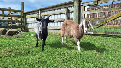 Frog and Olive's fated friendship