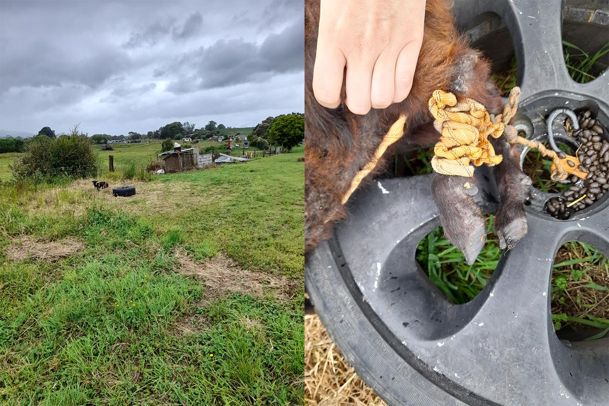 Frog when she was found by Inspector Bry.