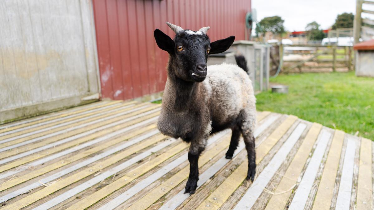 Frog after the removal of her cast.