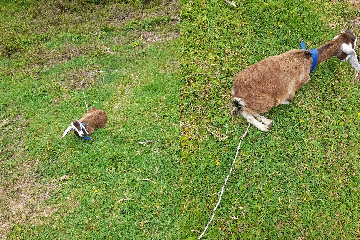 Olive when she was found.