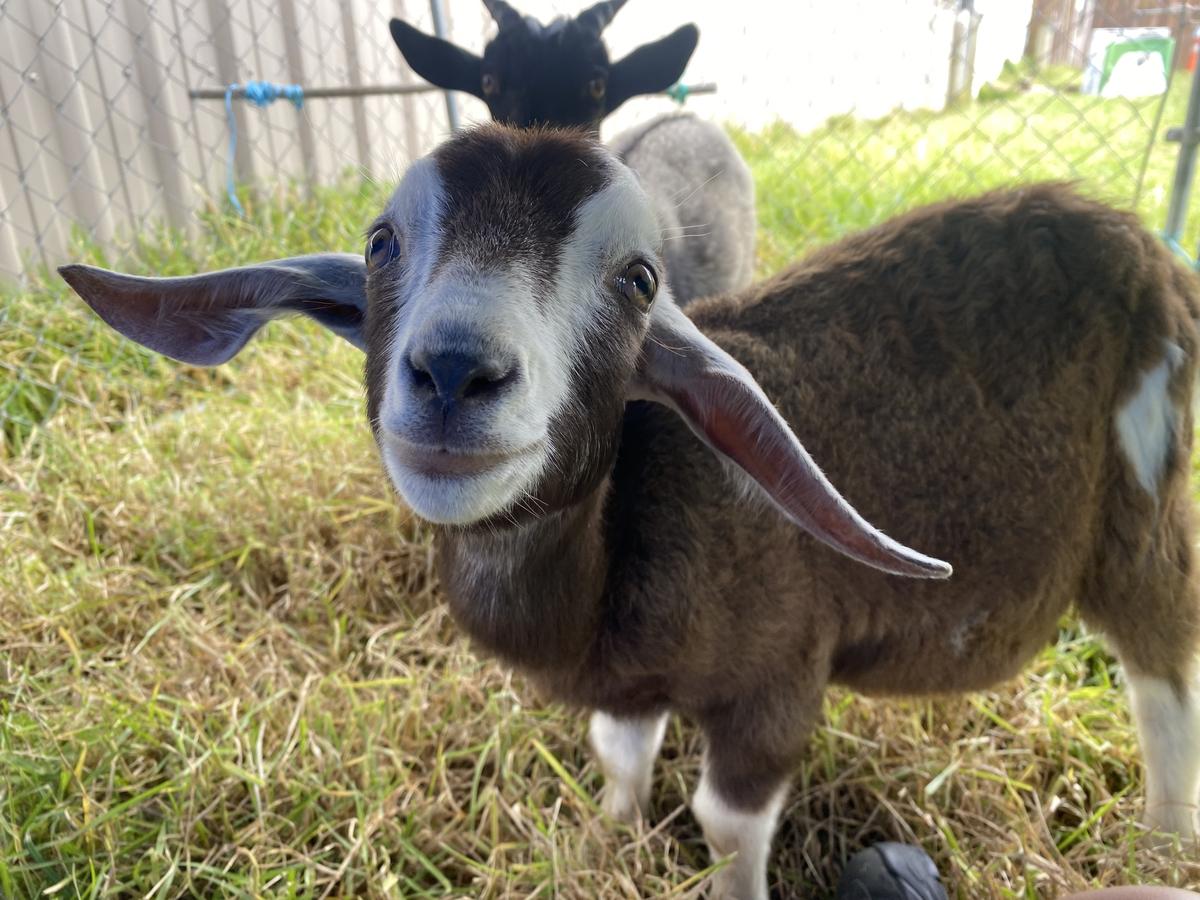 Olive stayed by Frog's side, helping her become more comfortable with everyday life.