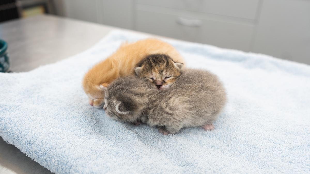 Planning a staycation? Fosters for festive season needed 