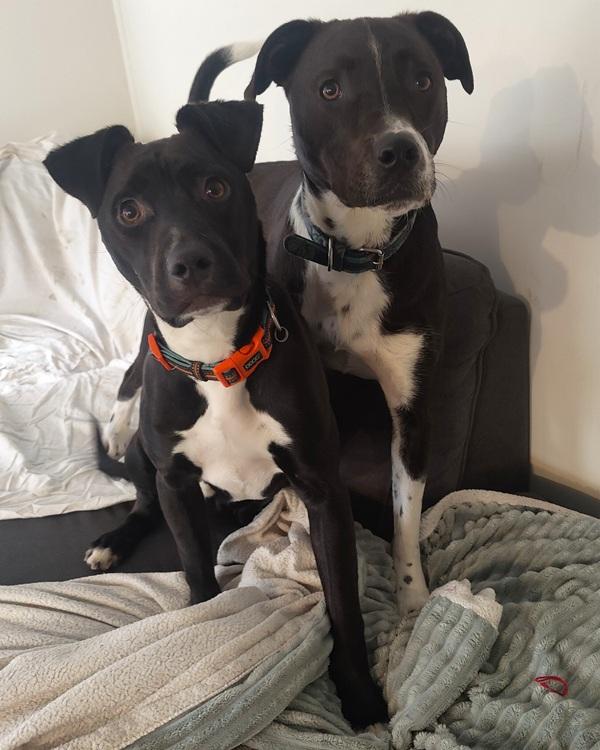 Two black and white dogs with collars look at camera
