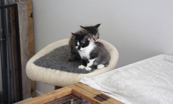SPCA foster kittens in foster space