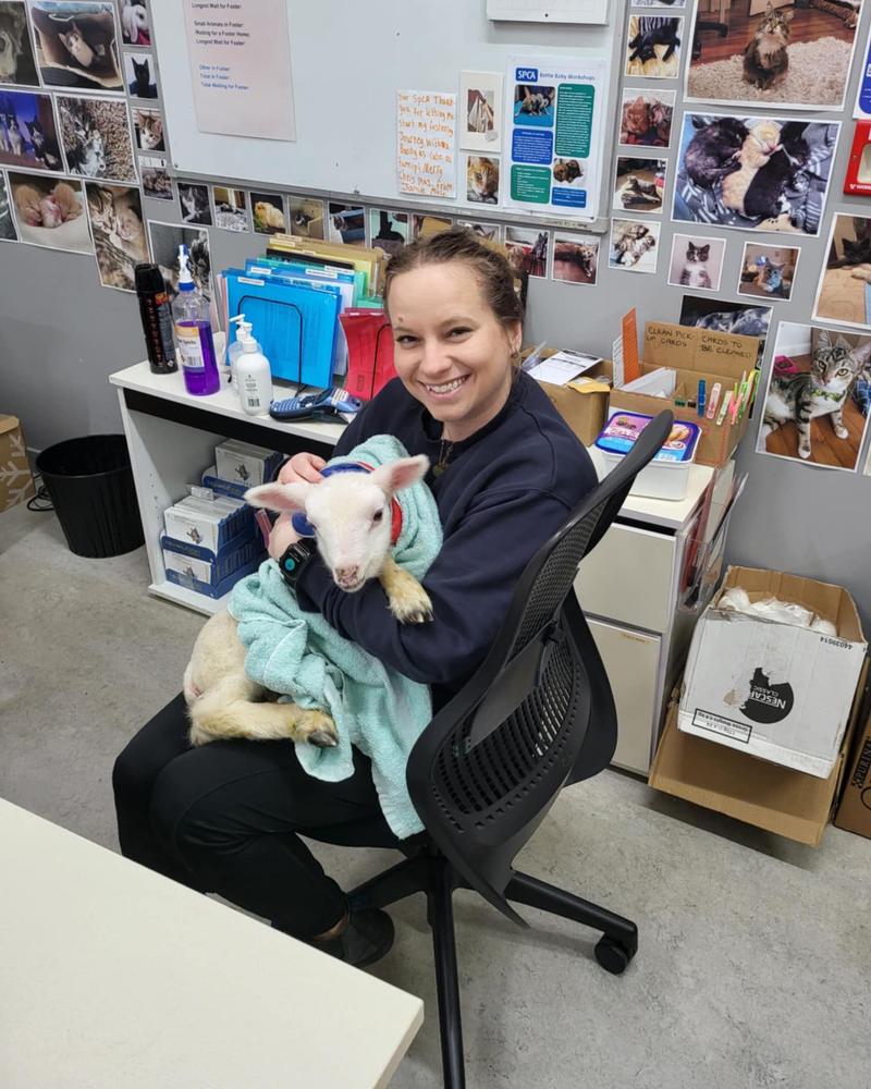 A brown-haired woman holds a small white lamb on her lap, wrapped in a light blue blanket.
