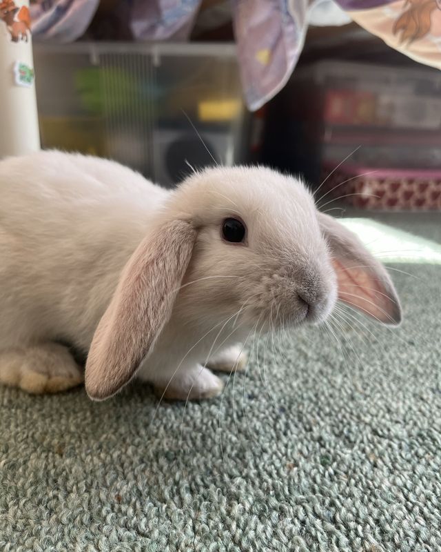 Image 1: A small grey and white rabbit sits on a green carpet. Image 2: A small white and grey rabbit sits on someone's lap, accepting food from a syringe.