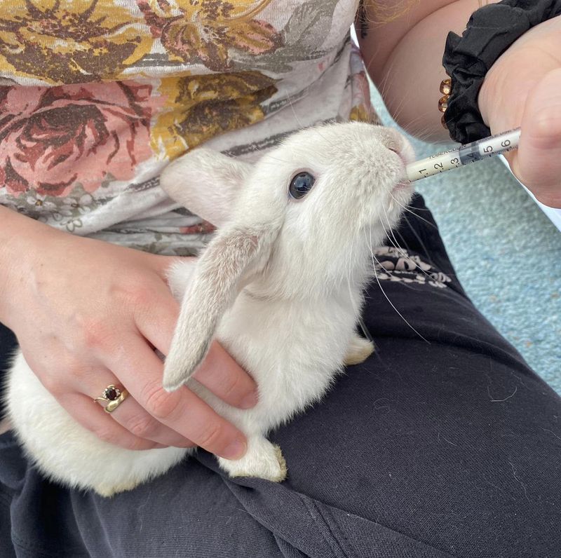 Image 1: A small grey and white rabbit sits on a green carpet. Image 2: A small white and grey rabbit sits on someone's lap, accepting food from a syringe.