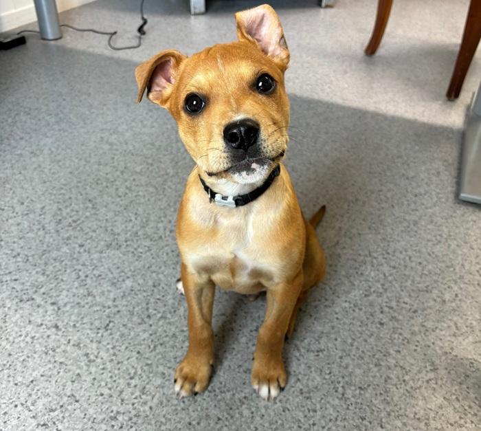 Small puppy growing stronger, looking at the camera