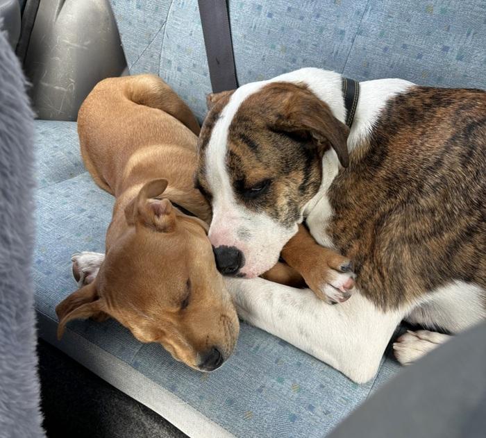 Two dogs comfortable in back seat of car