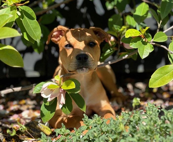 Dog sitting in the sun surrounded by flowers